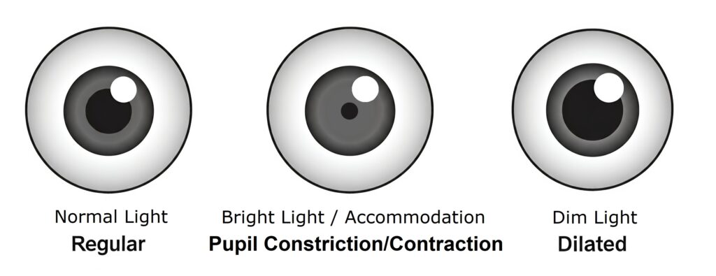 pupil sizes